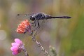 IMG_1070 Sympetrum danae male